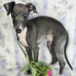 Must Have - White and blue male Italian Greyhound puppy in Cadwell, Georgia from All The DoDa Day Italian Greyhounds
