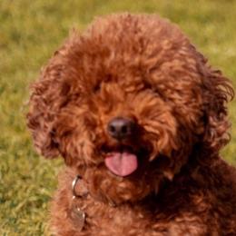 Goldendoodles from Daisy Doodles