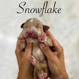 Aussiedoodle puppies from Ridgeline Doodles