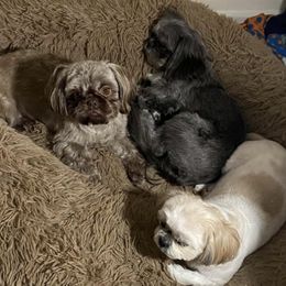 Shih Tzus from South East Coast Angels Shih Tzus