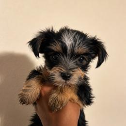 Girl 2 - female Yorkshire Terrier puppy in Humble, Texas from Spoiled Paw Paw Yorkies