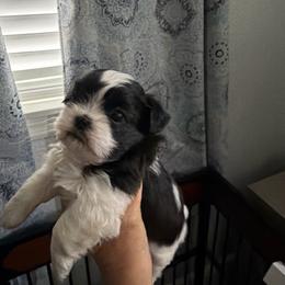 Bruno - Black and white male Shih Tzu puppy in Melbourne, Florida from Sassy Shih Tzu Puppies