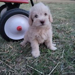 Schnoodle Puppies from RR Schnoodles