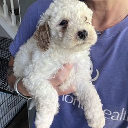 Luke - Parti male Goldendoodle puppy in Gastonia, North Carolina from Crowders Creek Doodles