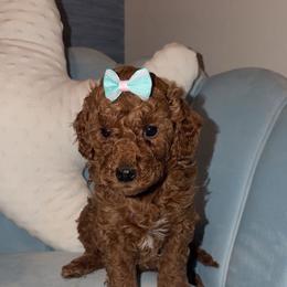 Jessie - Apricot female Goldendoodle puppy in Springfield, Tennessee from BK3 Miniature Goldendoodles