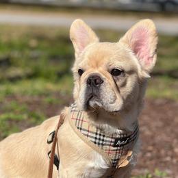 Ice 🧊 - French Bulldog
