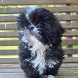 Vegas-Tiny Boy - Red and white male Shih Tzu puppy in Waynesboro, Pennsylvania from Big Win Shih Tzus