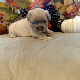 French Bulldog Puppies from Fun & Frenchie Free, LLC