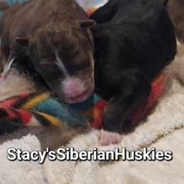 Lang - Red and white male Siberian Husky puppy in Savannah, Georgia from Stacy's Siberian Huskies