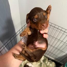 Moose AKC - Chocolate and tan male Dachshund puppy in Erie, Michigan from Champagne’s Grinch Toe’d Dachshunds