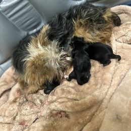 Shorkie puppies from Evelyn Renee House of Aces