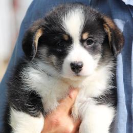 Pembroke Welsh Corgis from Lapp Livestock Farm Corgi's