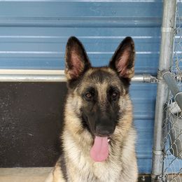 Leena - German Shepherd