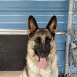 Leena - German Shepherd