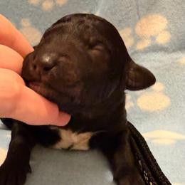 Ned- black - Black male Goldendoodle puppy in Van Buren, Missouri from Jami’s Goldendoodles & Poodles