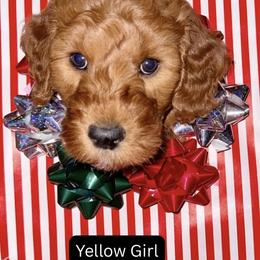 Yellow Girl - Red  female Goldendoodle puppy in Greensfork, Indiana from Fishermen’s Doodles