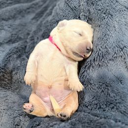 Peanut - Light golden female Golden Retriever puppy in Salt Lake City, Utah from Soaring golden retrievers