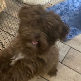 Montel - Havanese