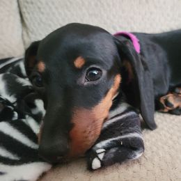 Ruby - Dachshund