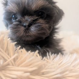 Hyacinth - Blue female Shih Tzu puppy in Canton, Ohio from Winning Colors Shih Tzu