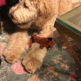 Goldendoodle Puppies from Zeusthemoosedoodles