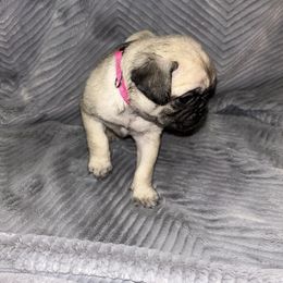 Pug Puppies from Rory’s Curly Tails