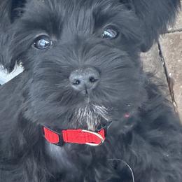 Miniature Schnauzer Puppies from Blue Ribbon Schnauzers