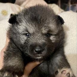 Girl - Gray and black female Keeshond puppy in England, Arkansas from Wright Murphy Keeshonds