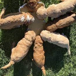 Goldendoodle Puppies from 307 Doodles