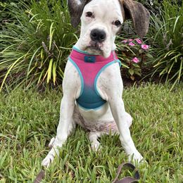 Aloha - White female Boxer puppy in Grand Island, Florida from Seas The Day