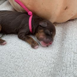 Jovie - Chocolate female Australian Labradoodle puppy in Denton, Texas from Liberty Hill Labradoodles