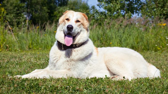 Central Asian Shepherd Dog