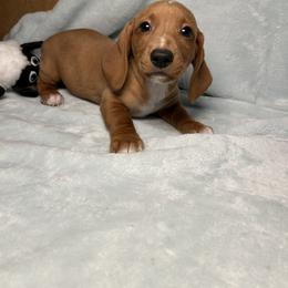 Ghost - Red male Dachshund puppy in Norco, California from Norco dachshunds