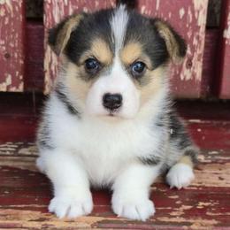 Dakota - Black and tan female Pembroke Welsh Corgi puppy in Anton, Texas from X Bar's Lil Legs of Texas