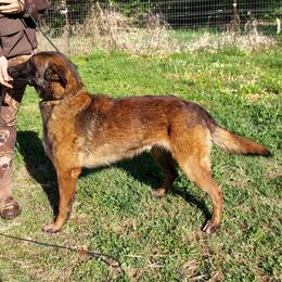 Twinky - Belgian Malinois