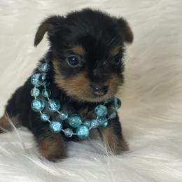 Yorkshire Terriers from Kelly Summers Yorkshire Terriers