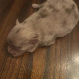 Marlin - Chocolate merle male Pomeranian puppy in Randleman, North Carolina from Luxurious Poms