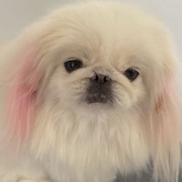 Mia - Pekingese