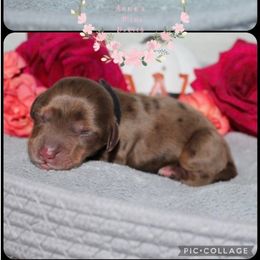 Apple pie - Dapple female Dachshund puppy in Pope, Mississippi from Anna’s Mini Doxies