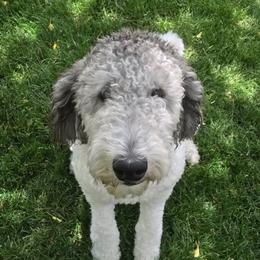 Poodle Puppies from High Mesa Standards