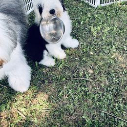 Old English Sheepdog Puppies from Bumblebears Old English Sheepdogs