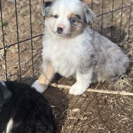 Boy 5 - Blue merle Miniature Australian Shepherd puppy in Greensboro, North Carolina from Rambling L Toy& Mini Aussies