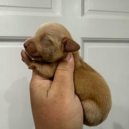 Anthony Bridgerton - Cream male Dachshund puppy in Fort Myers, Florida from Lady Margery’s Dachshunds