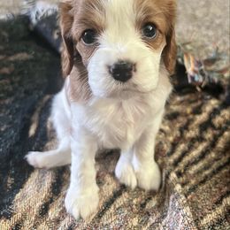 Ariel - Blenheim female Cavalier King Charles Spaniel puppy in Mc Louth, Kansas from Harmony Valley Cavaliers & Havanese