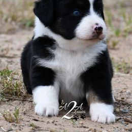 Miniature Australian Shepherd and Toy Australian Shepherd Puppies from A2A Aussies