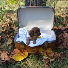 Lady - Ruby female Cavalier King Charles Spaniel puppy in Resaca, Georgia from Freeman's Royal Cavaliers