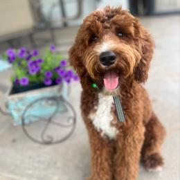 Roux - Goldendoodle
