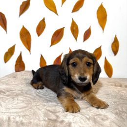 Boy 2 - Black and tan male Dachshund puppy in Bozeman, Montana from The Long Dog Lounge of Montana