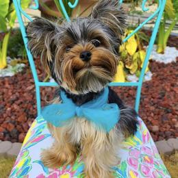 Yorkshire Terriers from Chic Yorkie Château