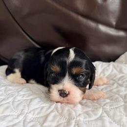 Peppercioni - Tri-color male Cavalier King Charles Spaniel puppy in De Soto, Missouri from Blooming Cavaliers